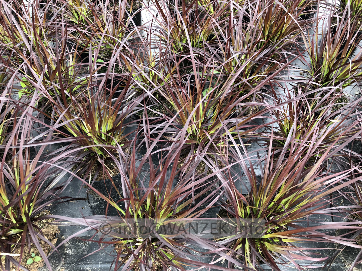 Pennisetum setaceum Rubrum 02.JPG
